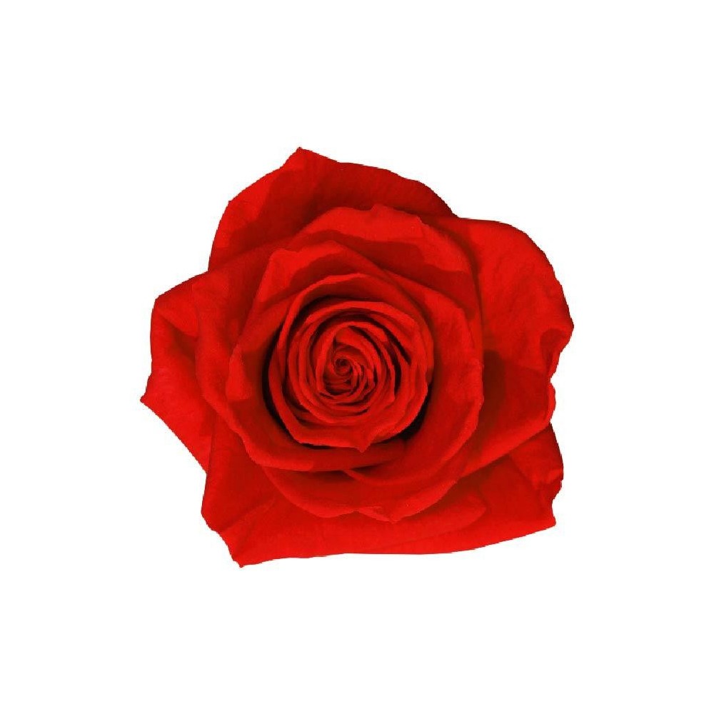 SCATOLA 4 ROSE ROSSO PREMIUM